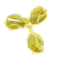 A GADA autoantibody