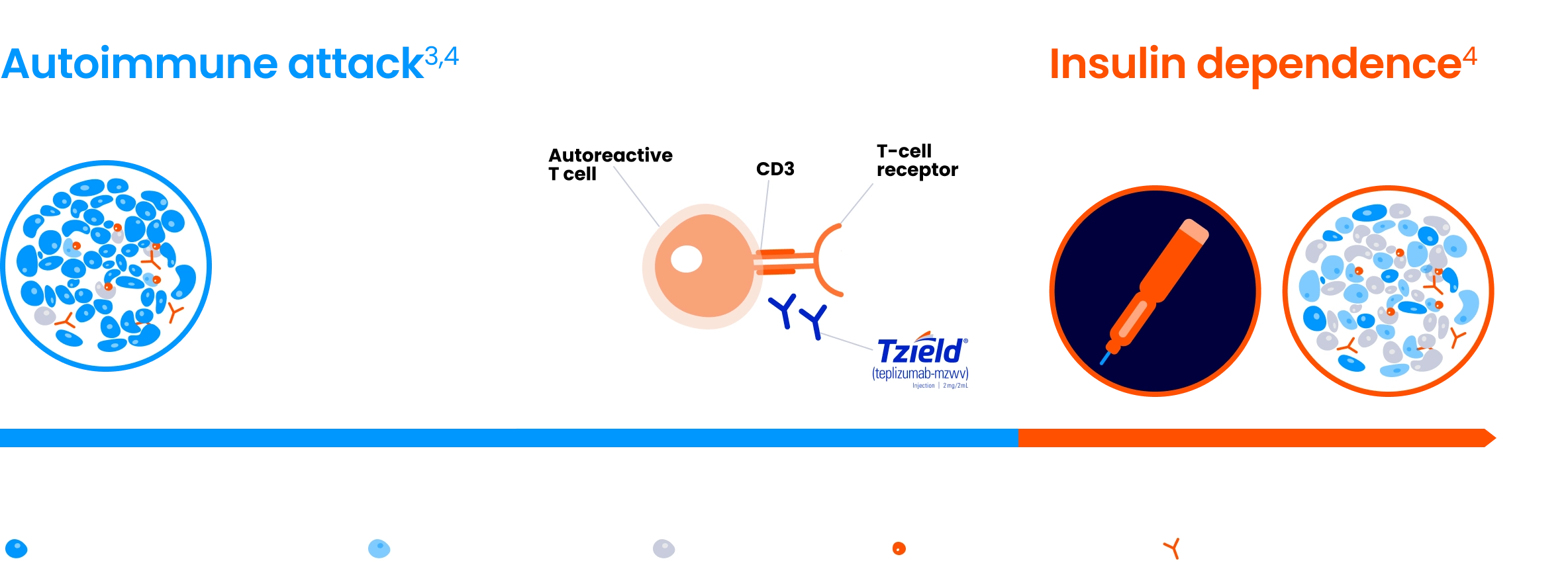 Stage 2: No symptoms. Autoimmune attack. An autoreactive T cell, CD3, T-cell receptor, and TZIELD® (teplizumab-mzwv). Stage 3: Symptomatic. Insulin dependence. Up to 62% of patients with T1D present with DKA at diagnosis*. Progressive loss of beta-cell mass and function.