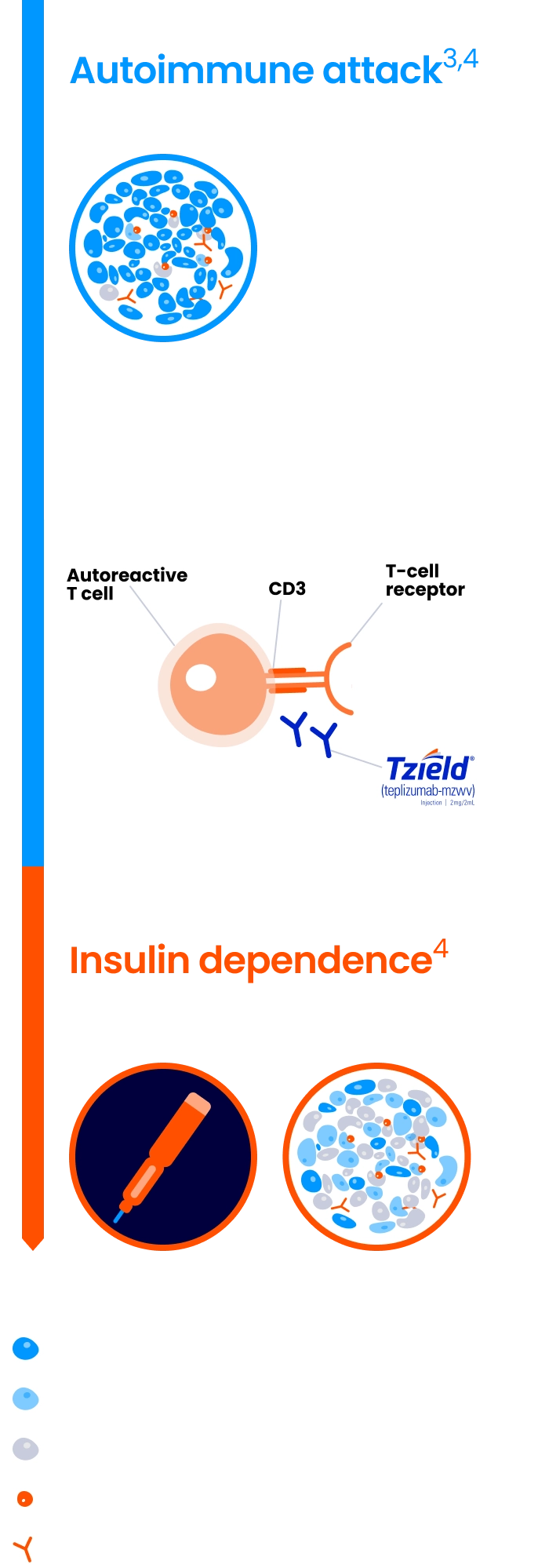 Stage 2: No symptoms. Autoimmune attack. An autoreactive T cell, CD3, T-cell receptor, and TZIELD® (teplizumab-mzwv). Stage 3: Symptomatic. Insulin dependence. Up to 62% of patients with T1D present with DKA at diagnosis*. Progressive loss of beta-cell mass and function.