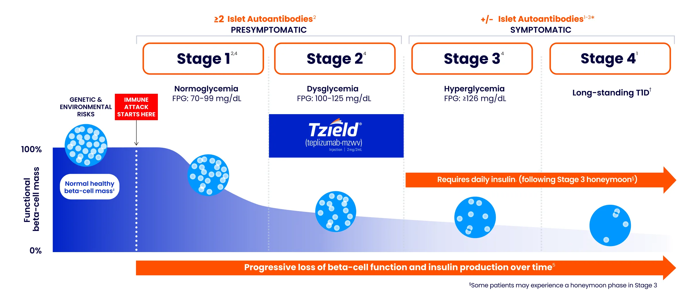 The four stages of Type 1 Diabetes (T1D)